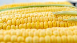 Ini Dia Sederet Khasiat Jagung, Si Kuning Lezat dan Bergizi