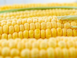Ini Dia Sederet Khasiat Jagung, Si Kuning Lezat dan Bergizi