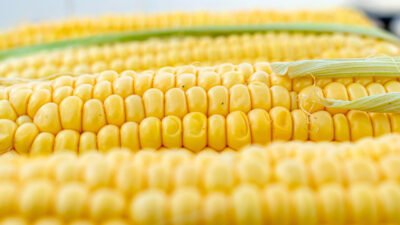 Ini Dia Sederet Khasiat Jagung, Si Kuning Lezat dan Bergizi