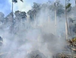 Kebakaran Hutan dan Angin Kencang Melanda Sejumlah Wilayah di Indonesia