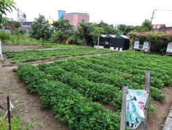 Kelompok Tani Mandiri Cibangkong Bandung Jadi Percontohan Pertanian Perkotaan