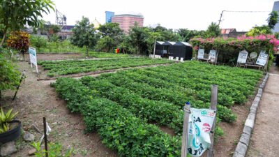 Kelompok Tani Mandiri Cibangkong Bandung Jadi Percontohan Pertanian Perkotaan
